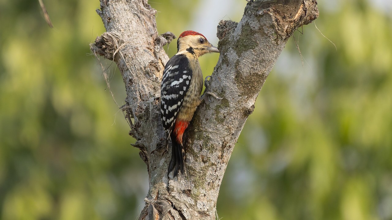 The imperial woodpecker, unseen in the wild since 1956, is back as a 3D ...