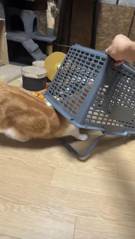 猫の前に買い物かごを用意→少し持ち上げたまま待っていると…『可愛すぎる光景』が31万再生「警戒心ゼロw」「ちょろいw」と笑う人が続出