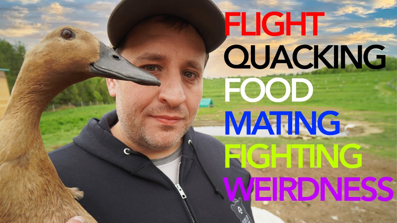 Learn the answers to the internet's most asked poultry questions