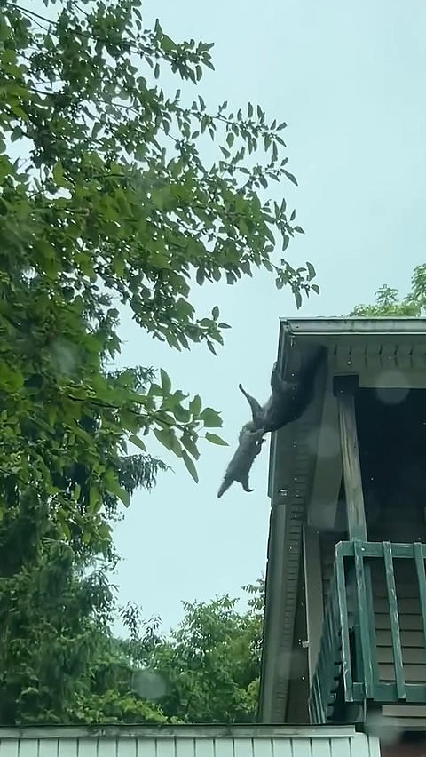 Raccoon mom rescues her kit