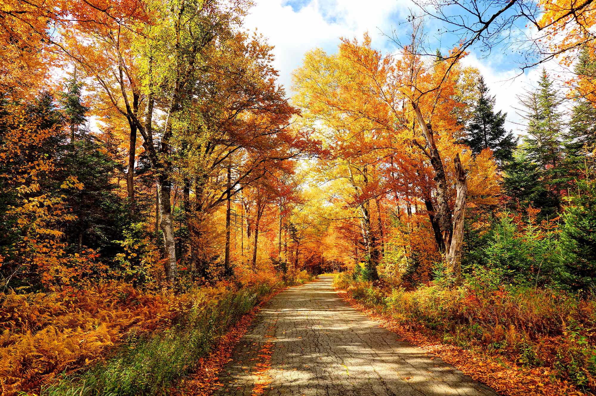 These 5 National Forests Are The Best Places For A Fall Road Trip In