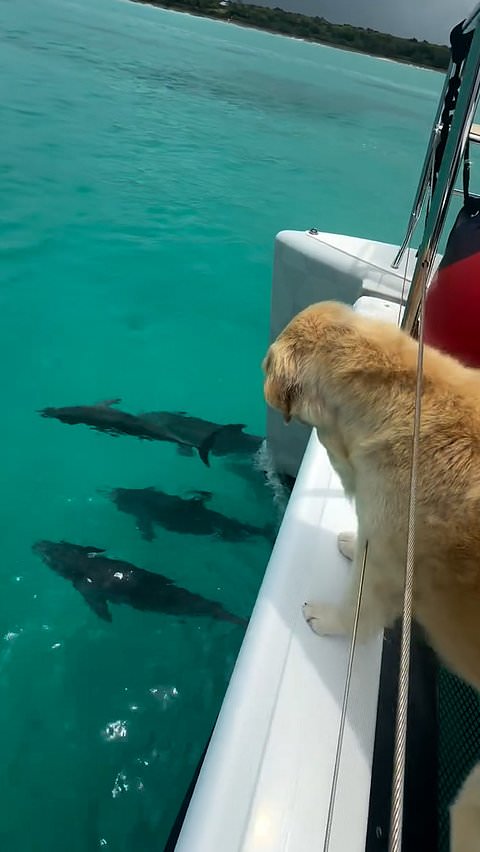 Golden retriever watches dolphins from the boat
