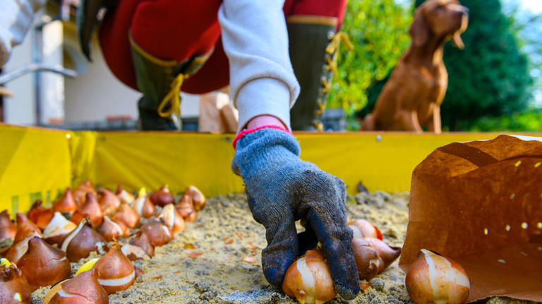 Easily plant bulbs with an ancient garden tool that still works