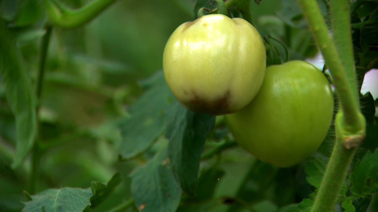 With drought done, Georgia farmers look forward to fall