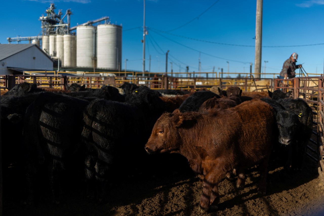 Tyson Foods to exit more beef plants, with cattle in short supply