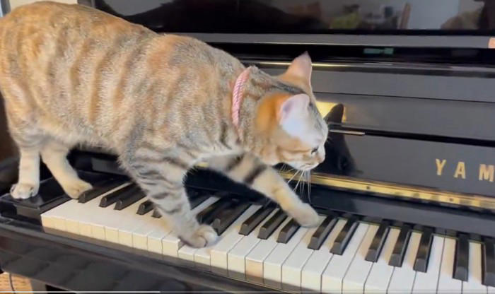 ピアノの鍵盤に乗った猫、ゆっくり歩き始めると…まるで演奏しているかのような光景に3万いいね「恐ろしいことが始まりそう」「プロの演奏家」