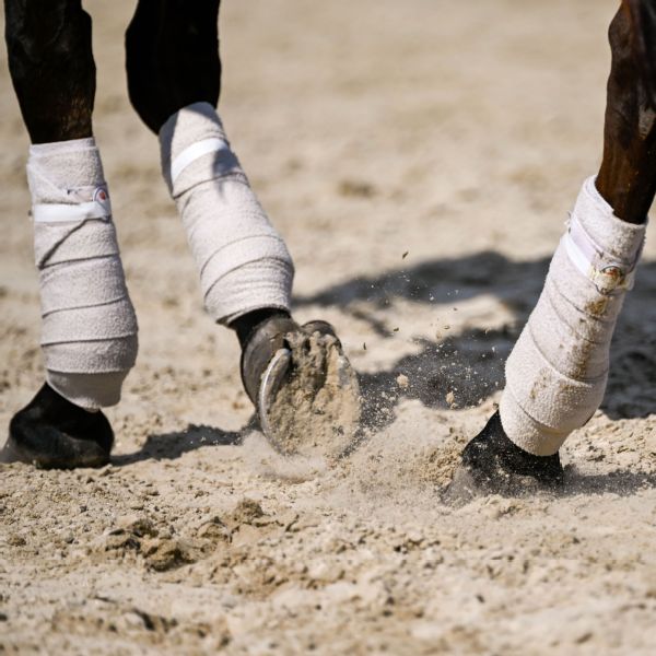 Angel Quiroz, linked to horses in probe, charged with banned substance violation