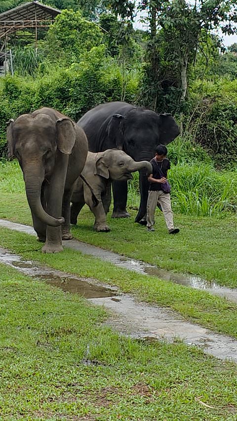 Elephant family reunites in touching encounter
