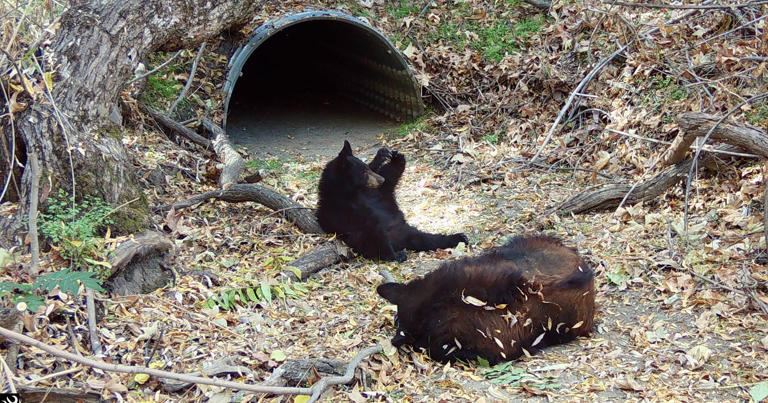 California bill would improve planning for wildlife crossings