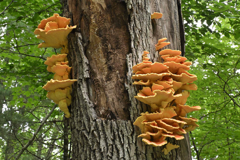 5 warning signs a tree in your yard may be dying