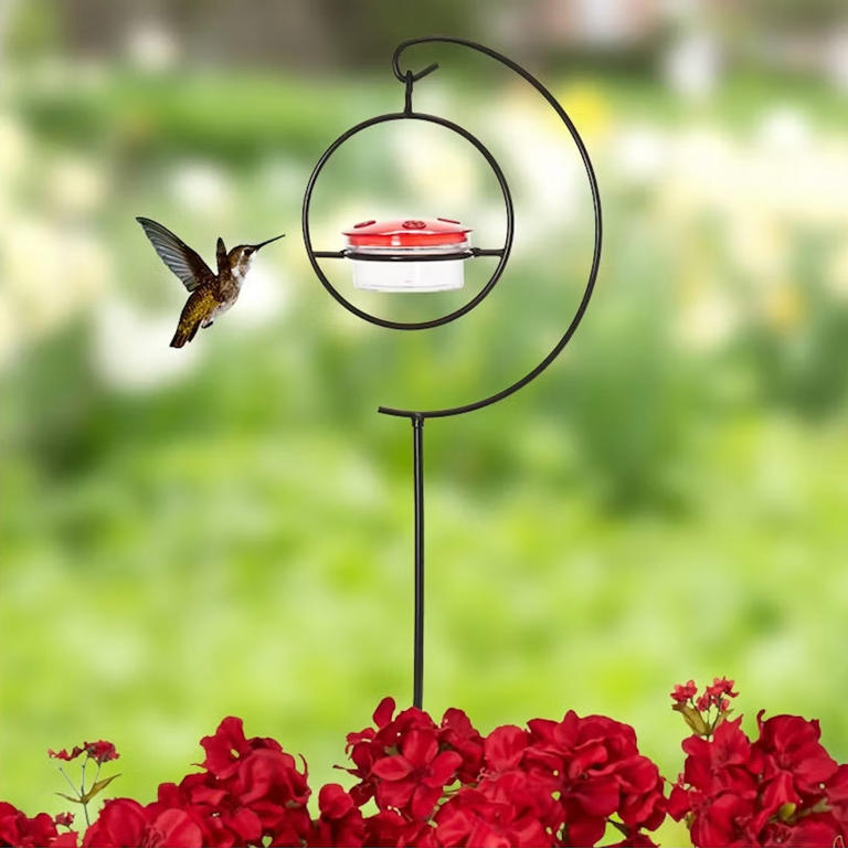 Where to hang a hummingbird feeder to see more of these whimsical ...