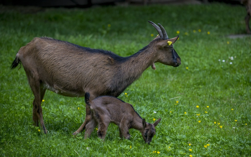 raising-happy-healthy-baby-goats-made-simple