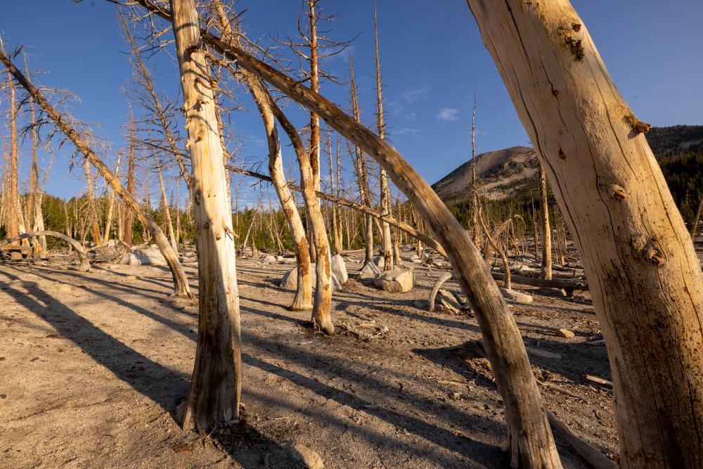 Fossils show huge carbon emissions harm forests, not 'green the planet'