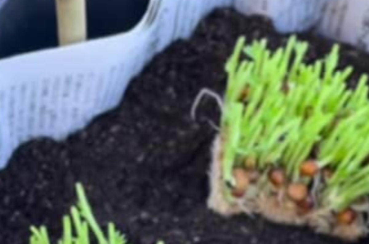 新聞紙をパタパタ折って、中に豆苗を植えたら…「えー!」2カ月後、目を疑う光景に「絶対にやってみます」