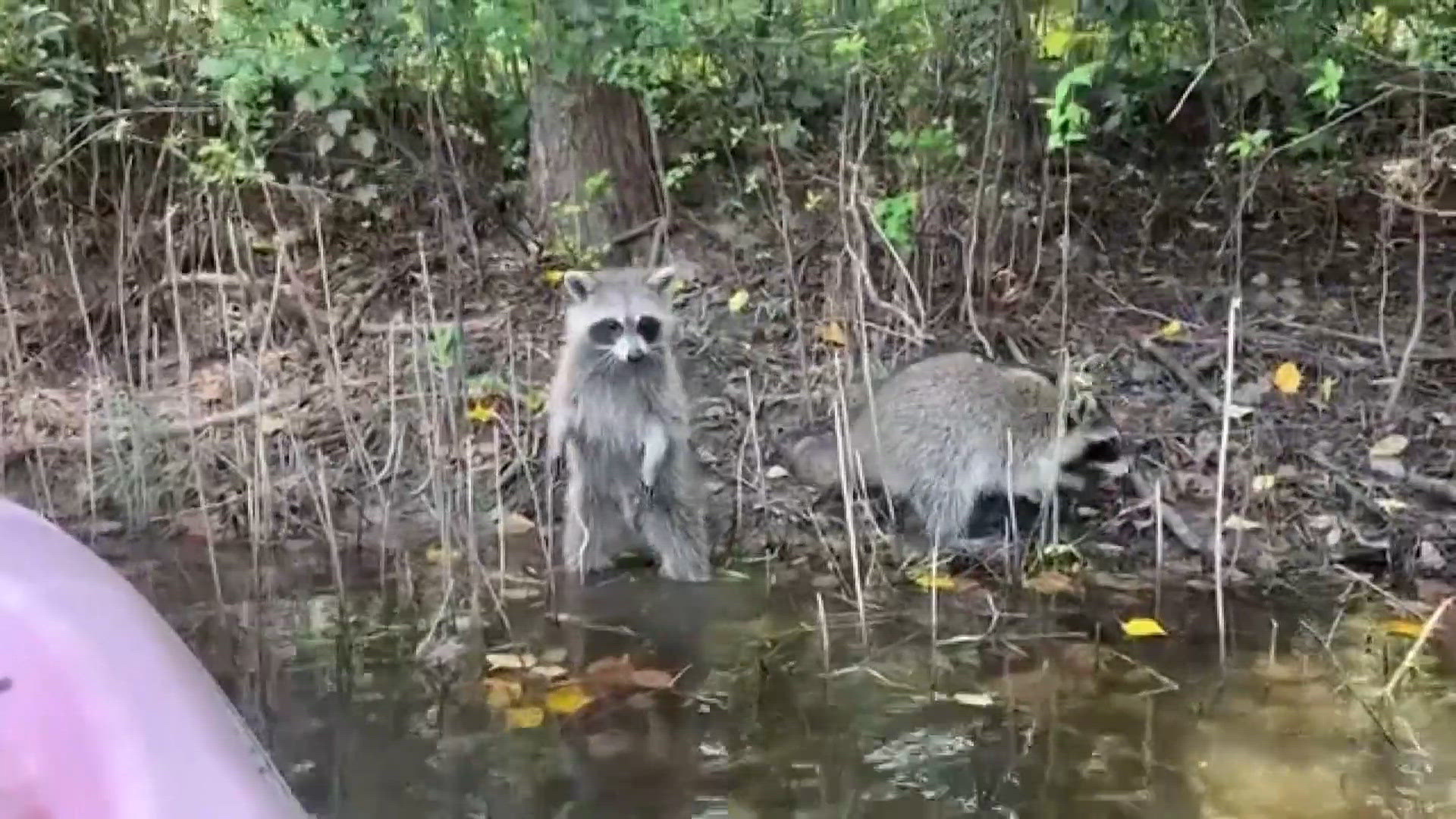 Orphaned raccoons learn survival skills before return to wild