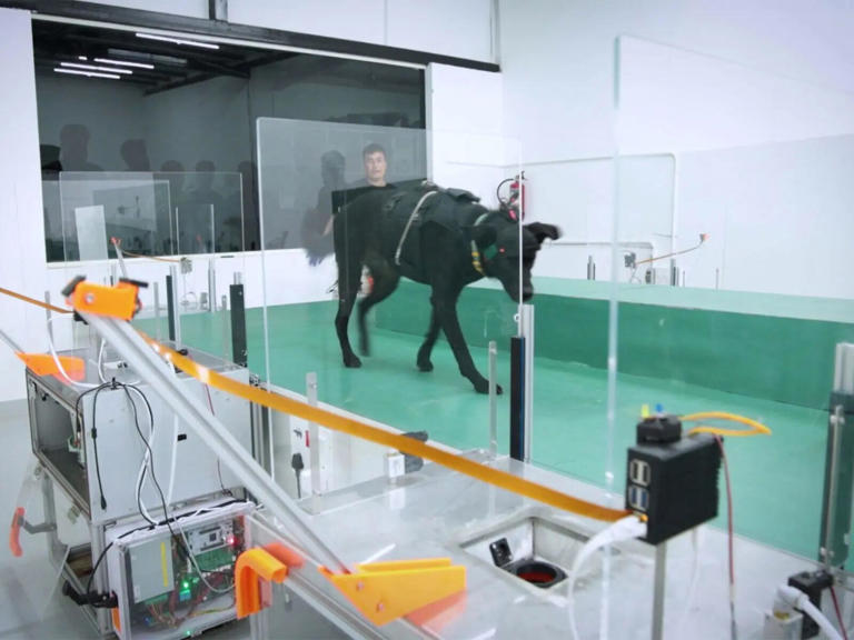 Bengaluru-based startup leans on cancer-sniffing dogs and AI for early ...