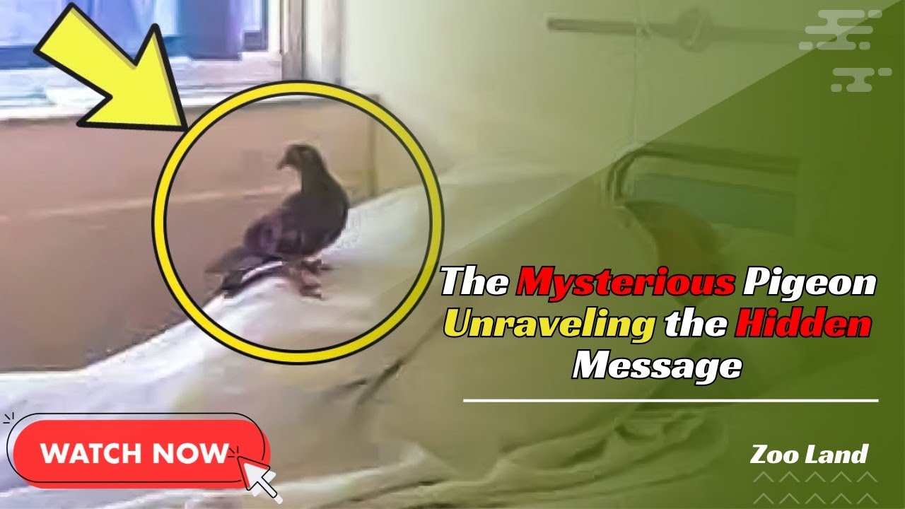 The mysterious pigeon: Unraveling the hidden message