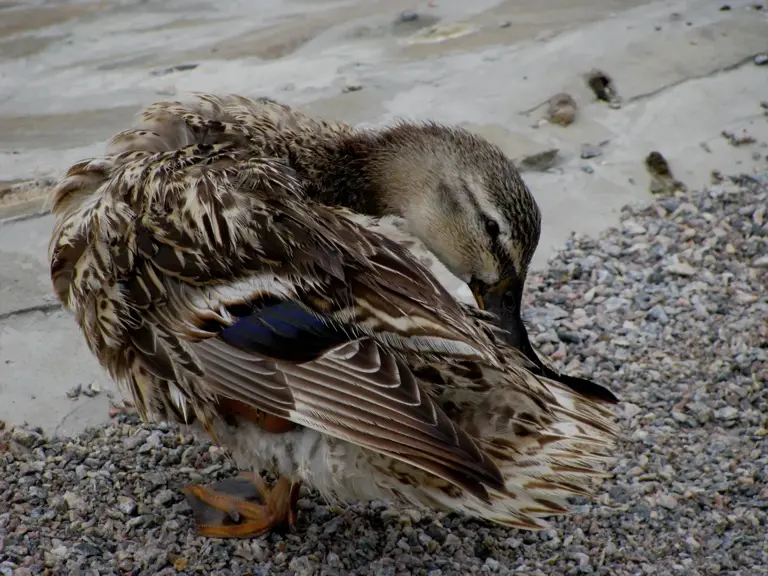 Why do birds pluck their own feathers? Understanding a distressing ...