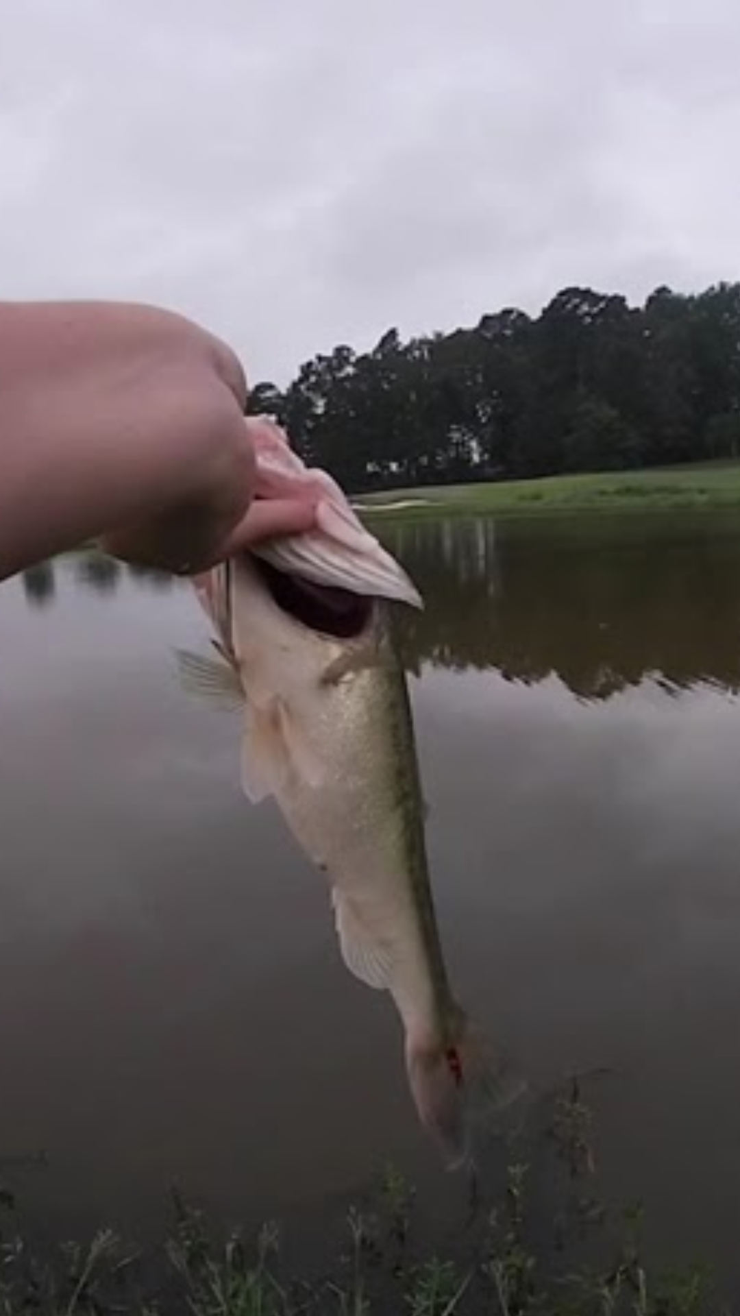 This Whopper Plopper explosion shows why topwater bass fishing is addictive