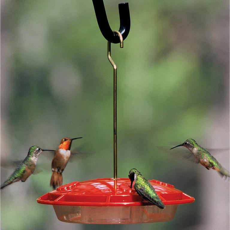 Where to hang a hummingbird feeder to see more of these whimsical ...