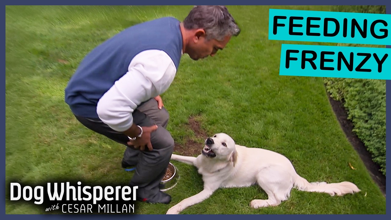 Vicious retriever has extreme food aggression | Dog Whisperer with ...