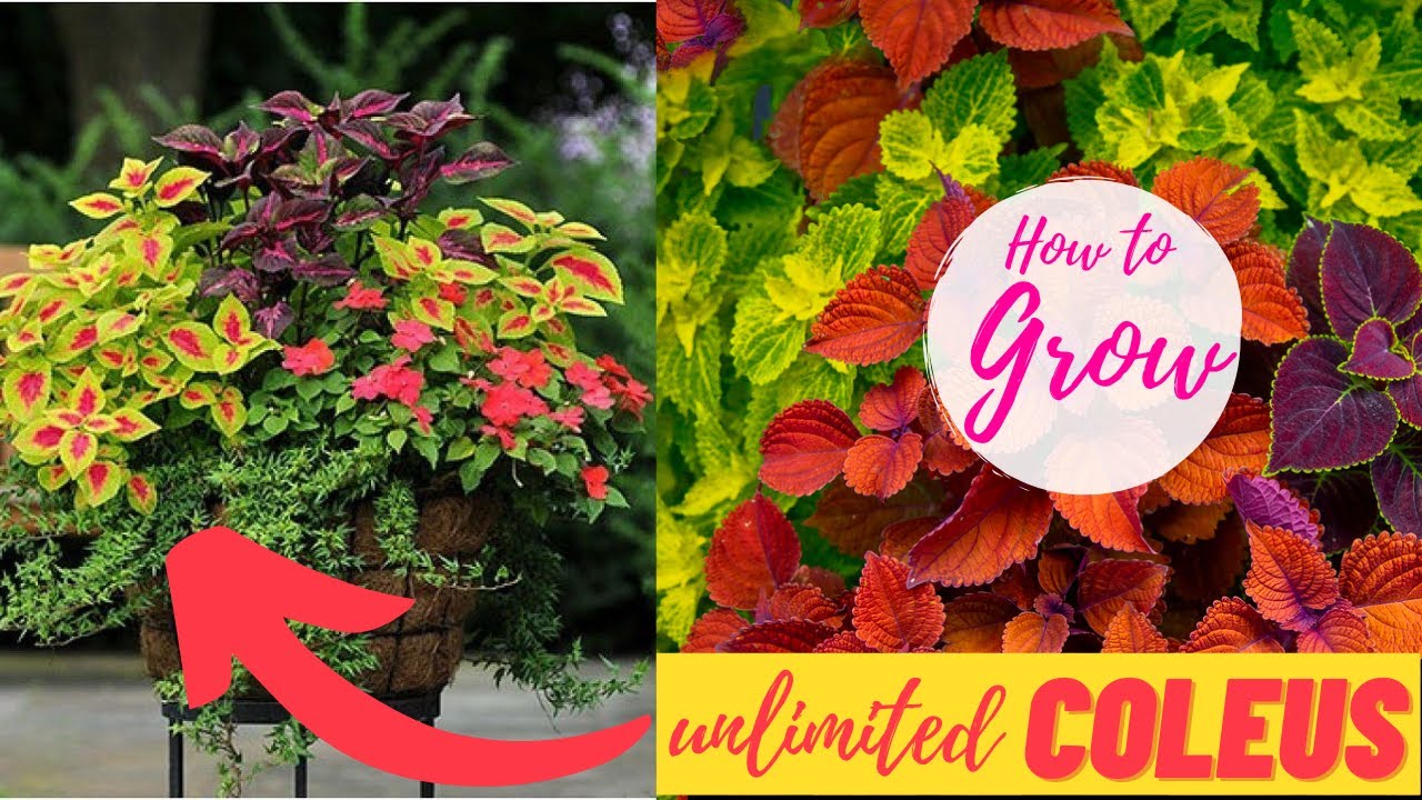 Easy coleus propagation tips for growing more plants