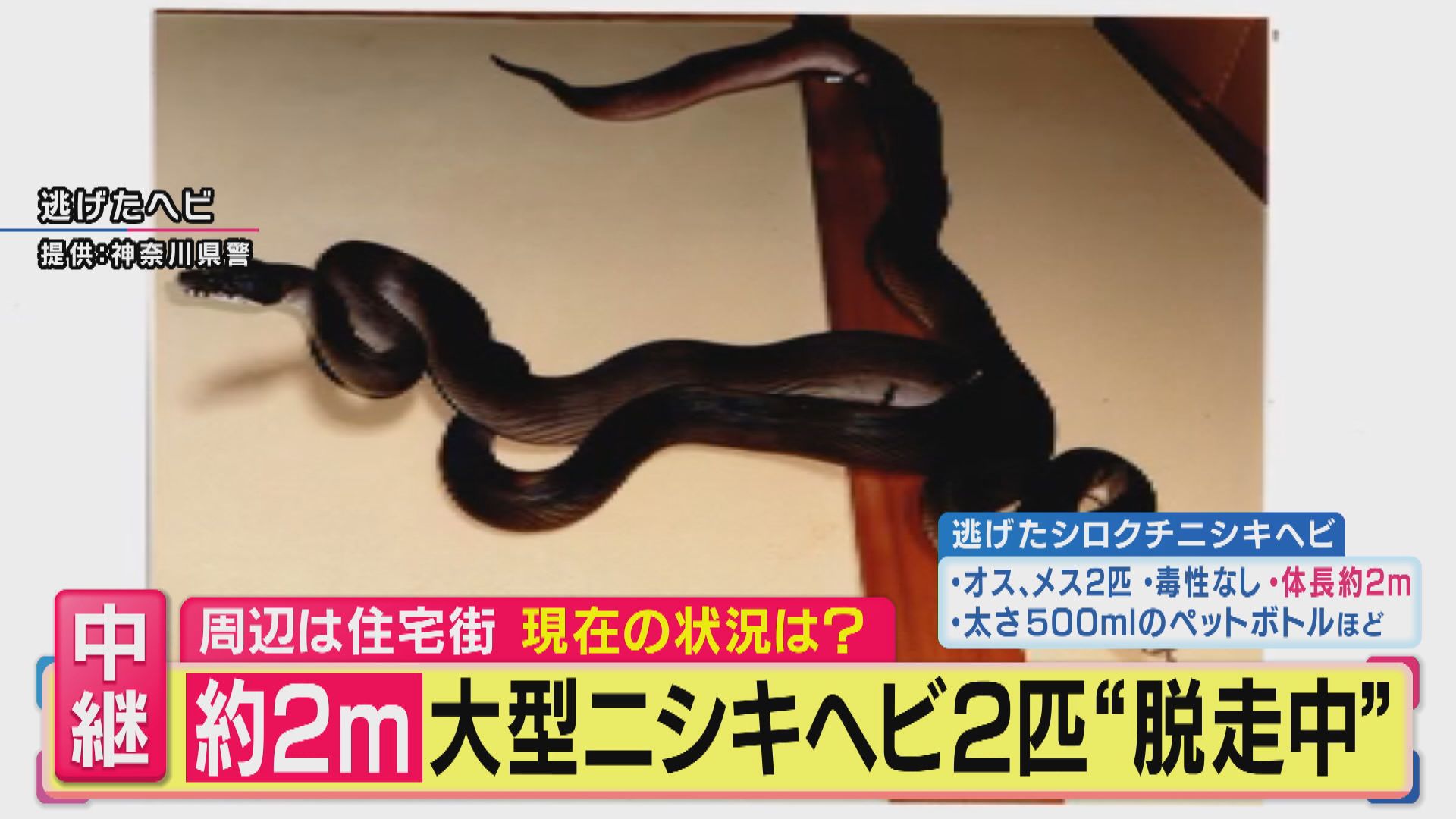 【大型ヘビ捜索中】「近づいたり捕まえようとすると反射的に噛みつくことも」体長2m大型ニシキヘビ2匹“逃走中” 警察官が付近を捜索中 専門家が ...