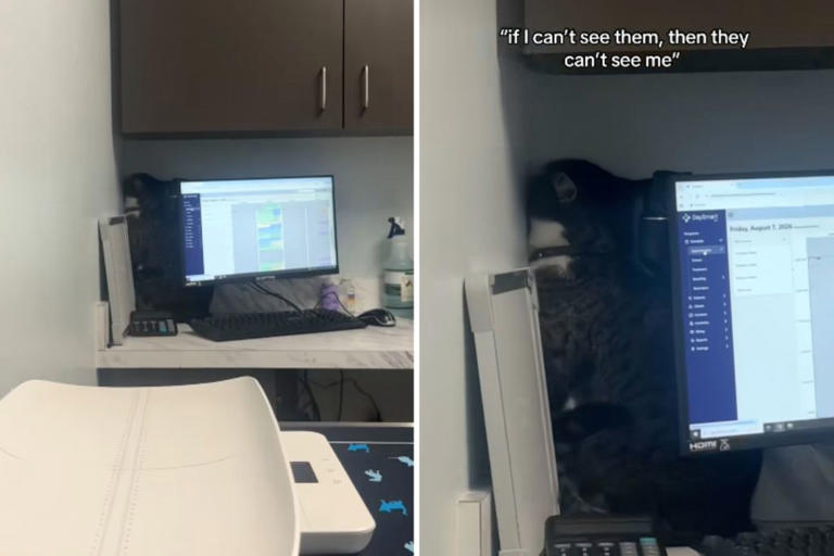 Cat convinced he’d escaped vet appointment—one detail gave him away