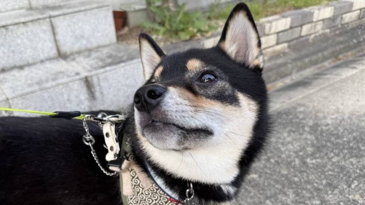 散歩中、愛犬が急に止まり……「怖すぎる」遭遇した“目を疑う光景”が390万表示「なんでそこに?」
