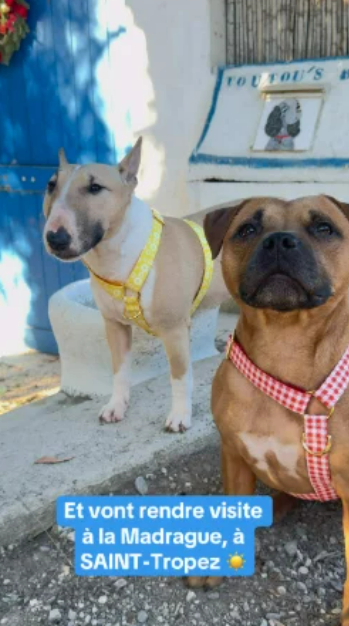 une-journ-e-la-madrague-avec-mon-chien