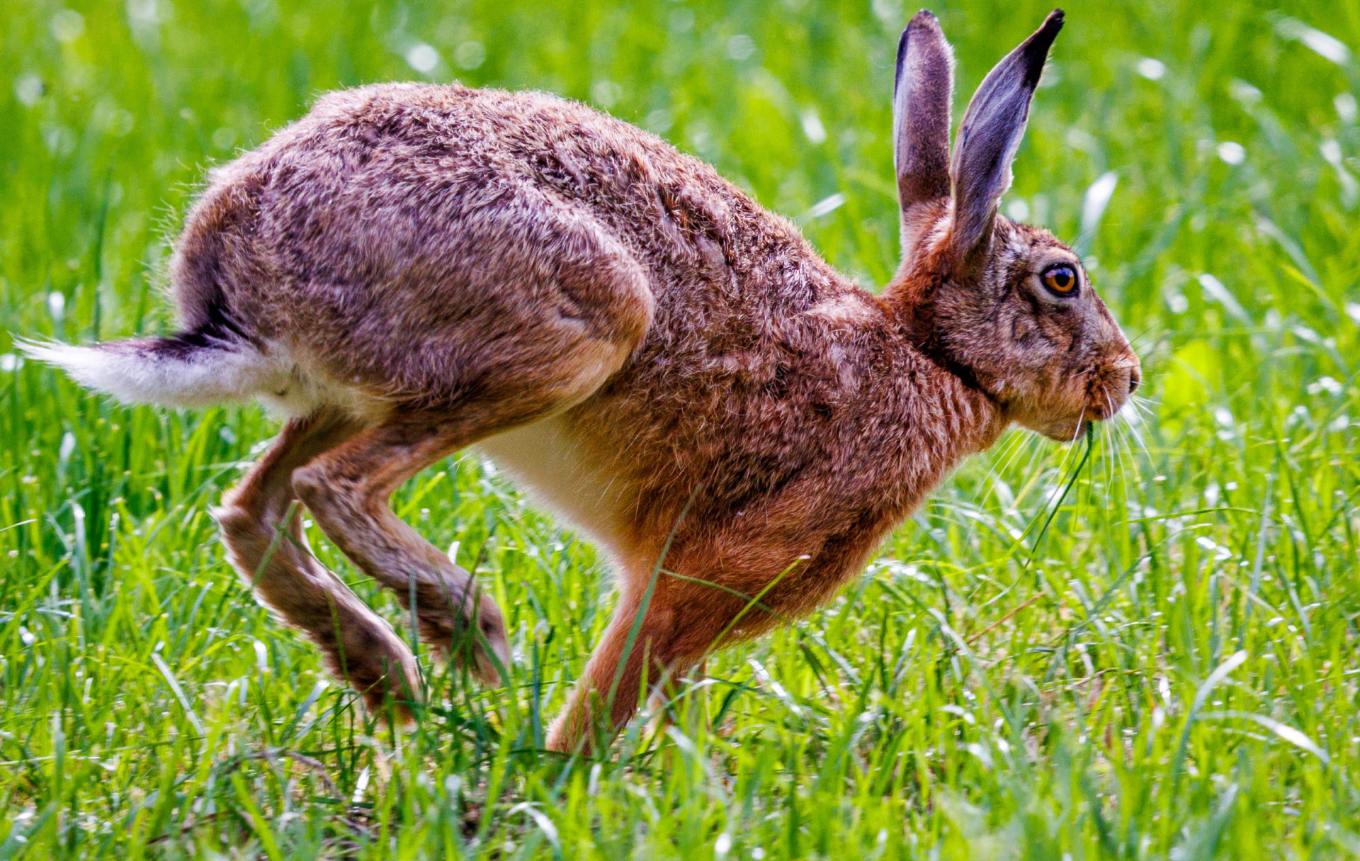 Animal pairs that people always confuse