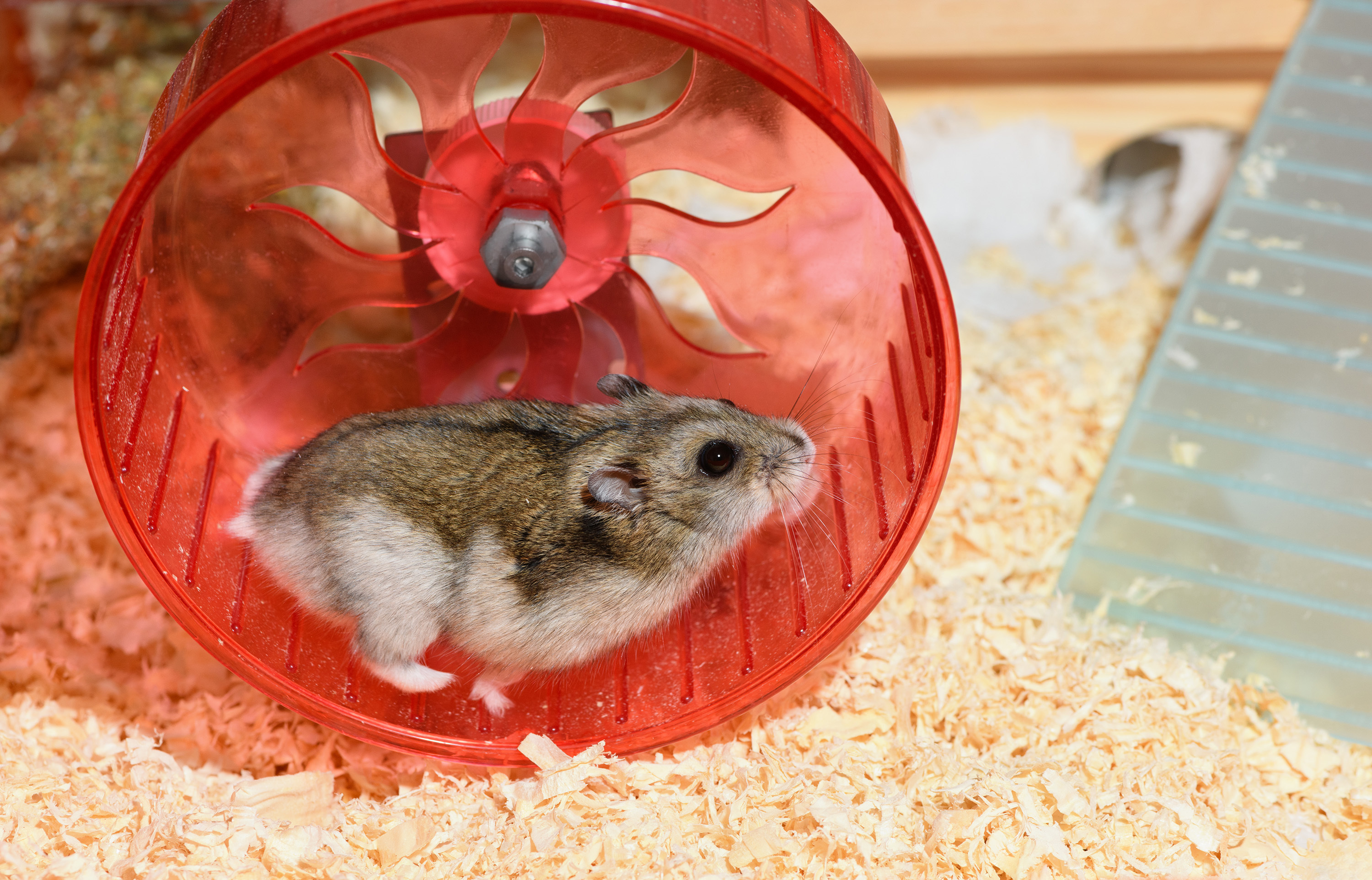 Commentary: Classroom pets teach all the wrong lessons