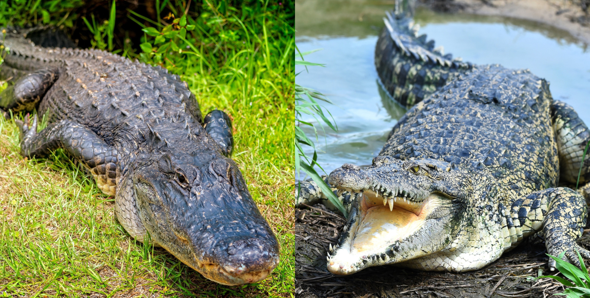 Animal pairs that people always confuse