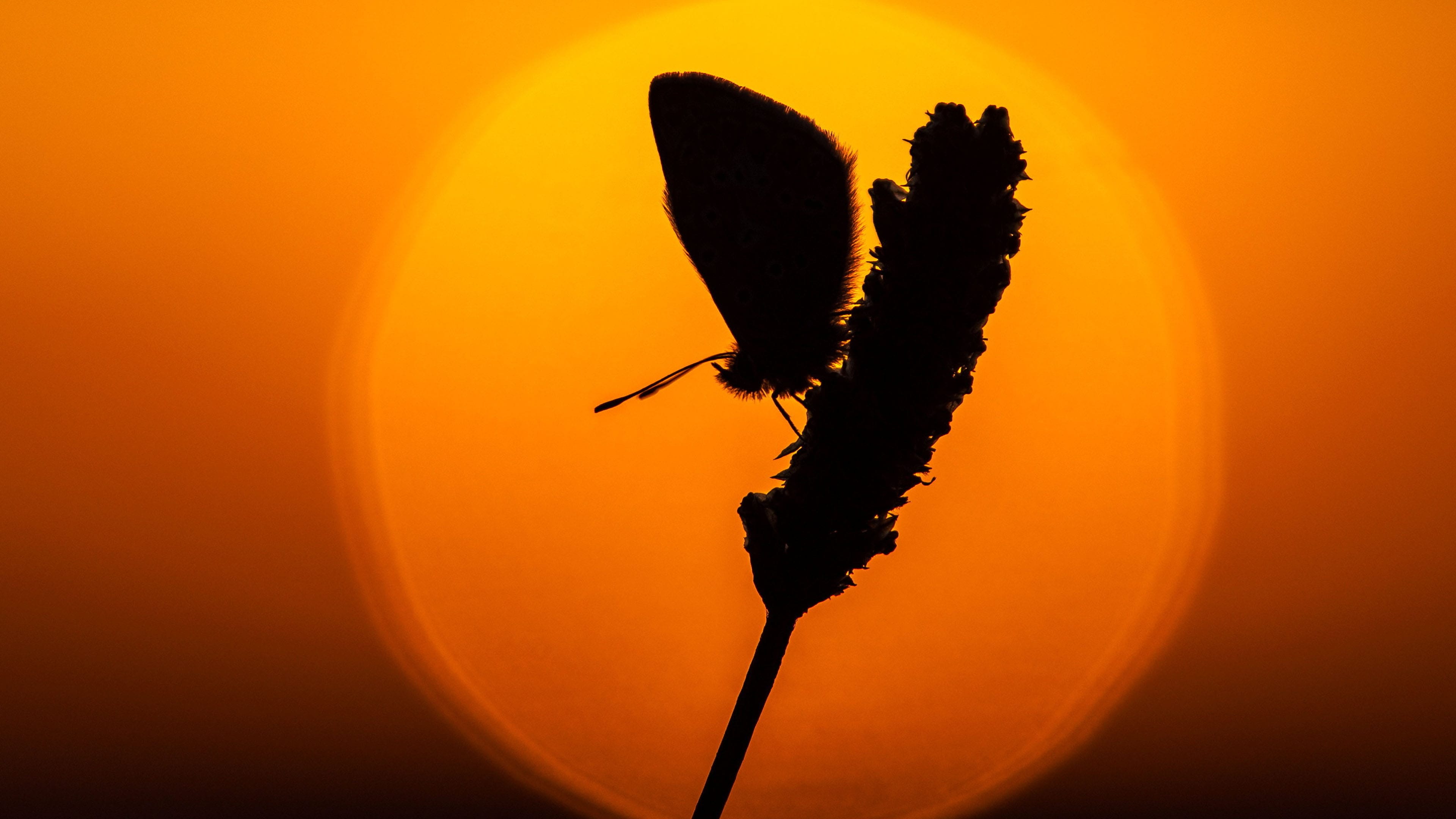 sleeping-butterfly-pictured-perfectly-silhouetted-by-glorious-sunset