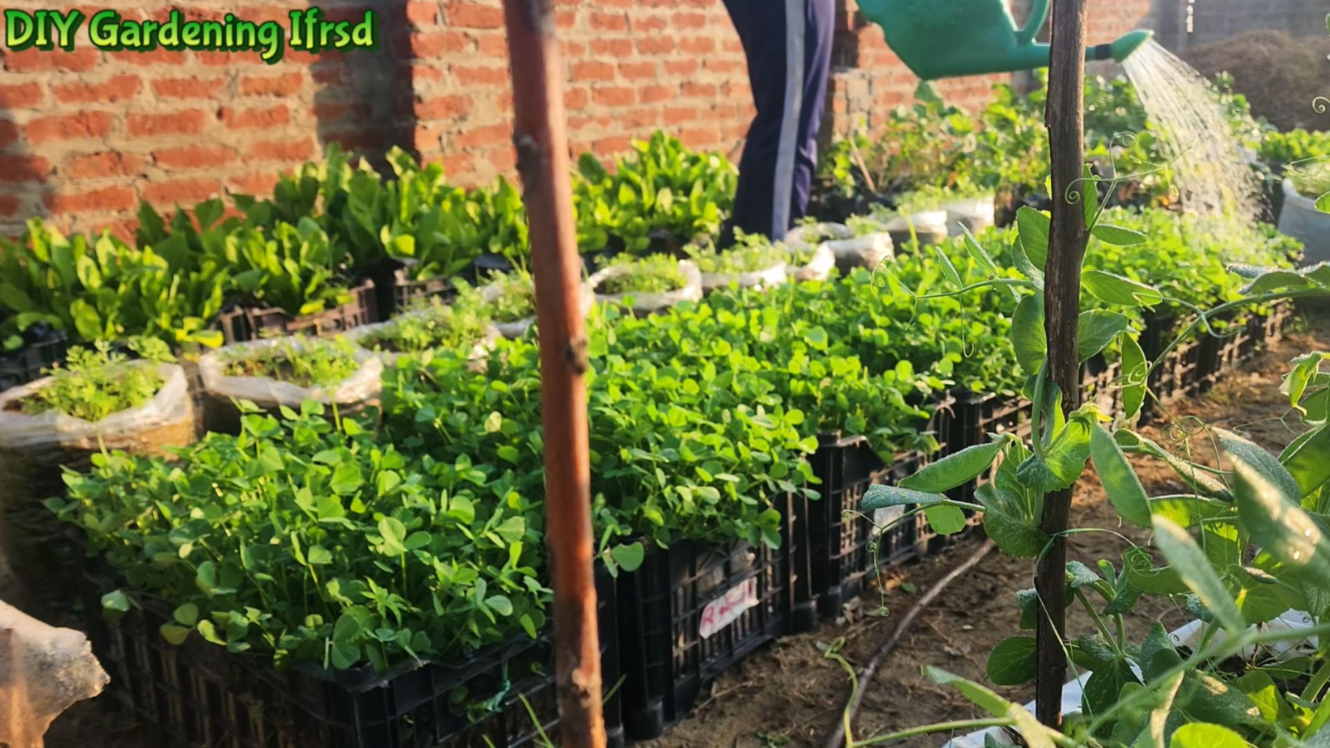 tomato-growing-mistakes-to-avoid-for-bigger-harvests