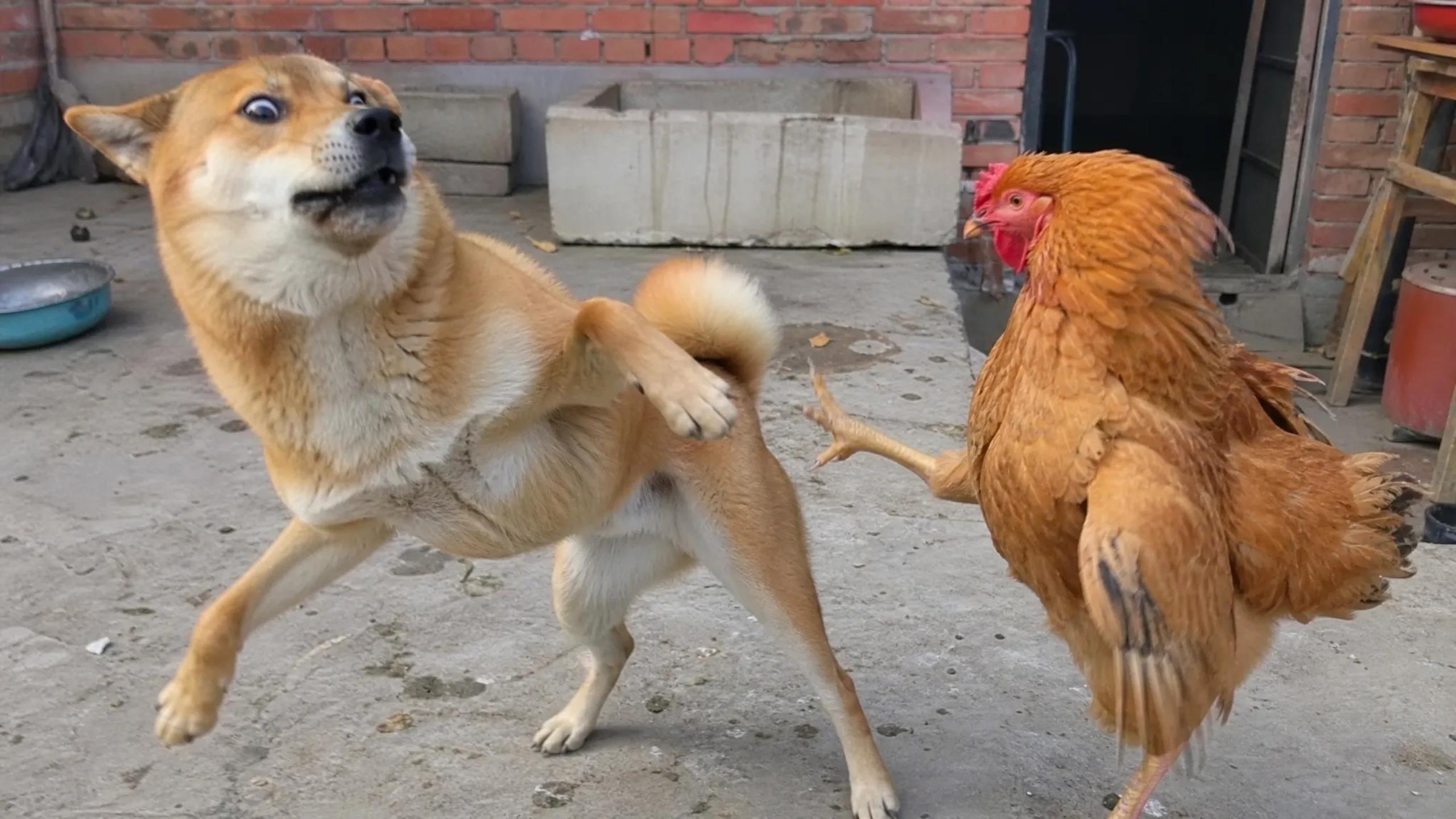 Top 10 anime battles golden retriever VS angry raptor with zero brain ...