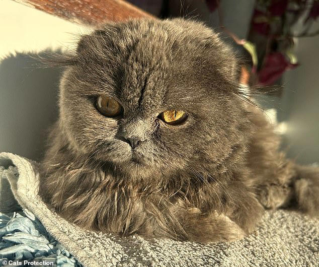 Scottish folds like Fenella (pictured), suffer a genetic condition that produces their folded ears and also causes abnormal bone development, chronic pain and sometimes severe lameness