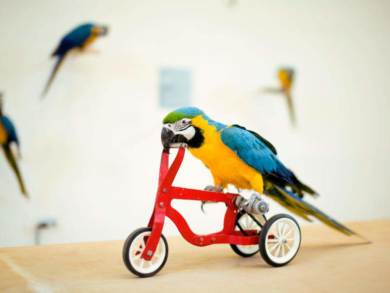 Birds are cleverer than many animals. Scientists identify a key clue ...