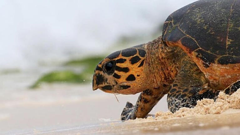 Hawksbill sea turtle IRNA NEWS AGENCY