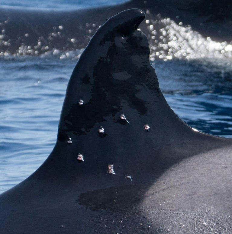 The sudden appearance of the wounds led campaigners to believe that they were the result of a shotgun attack - Cristina Otero Sabio/Iberian Orca Guardians