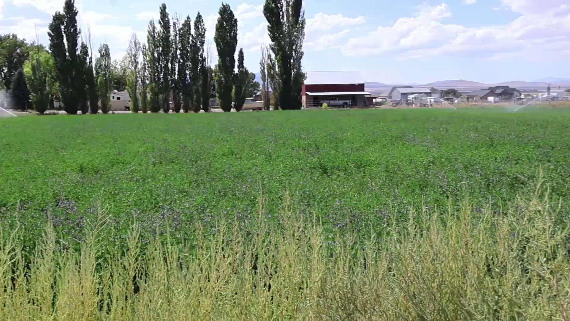 Why 80% of Utah's water goes to one crop