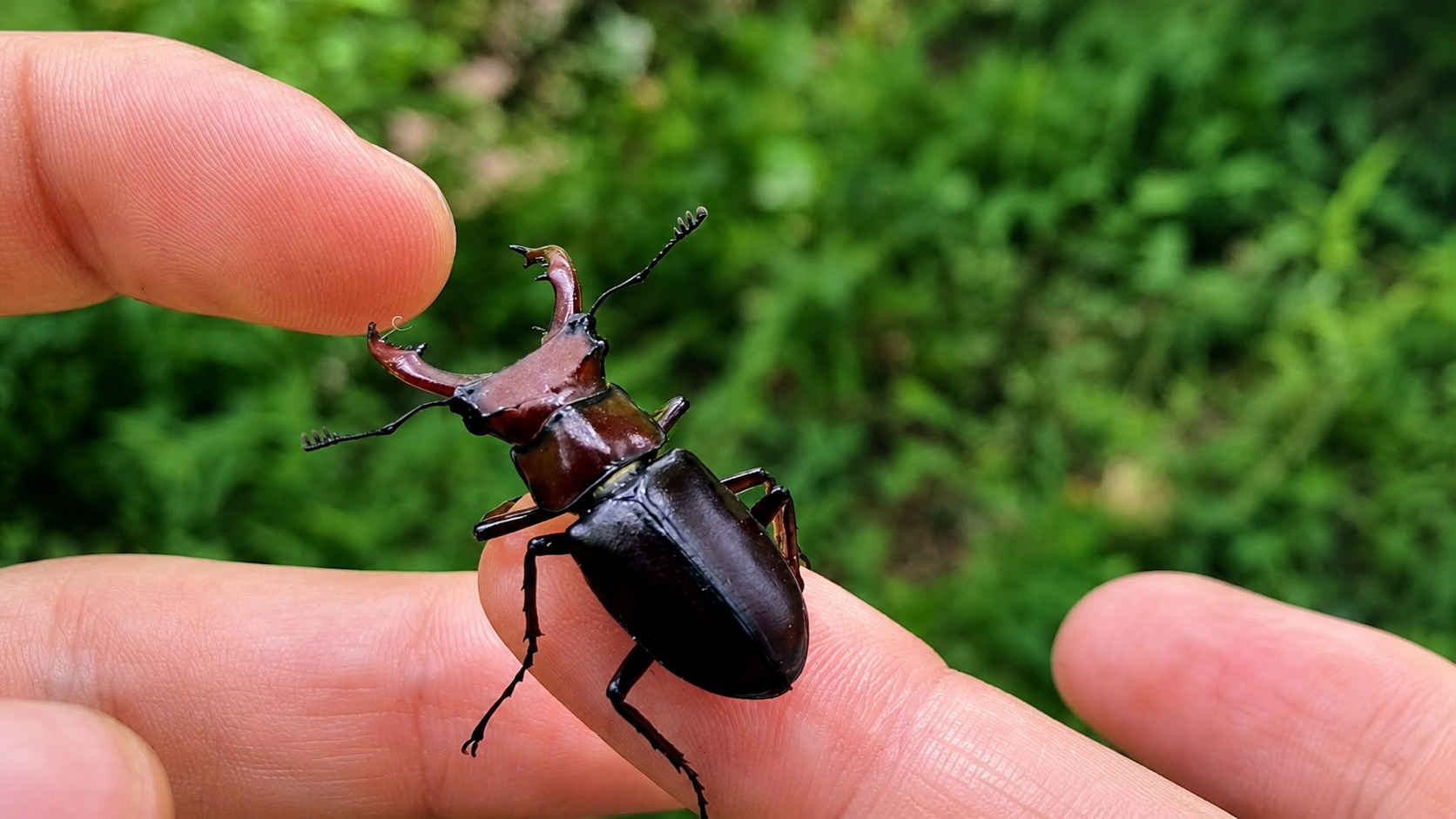 What happens if a stag beetle bites you?
