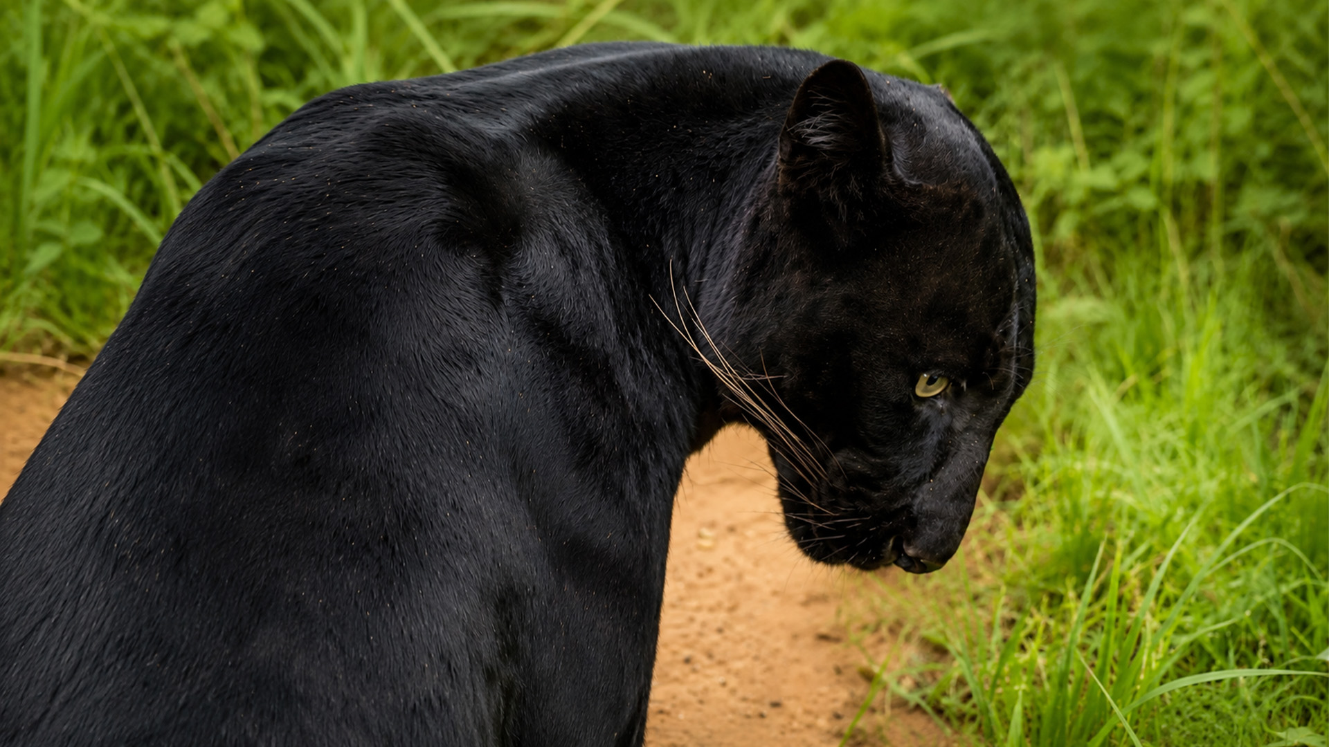 The black leopard caught a hidden scent