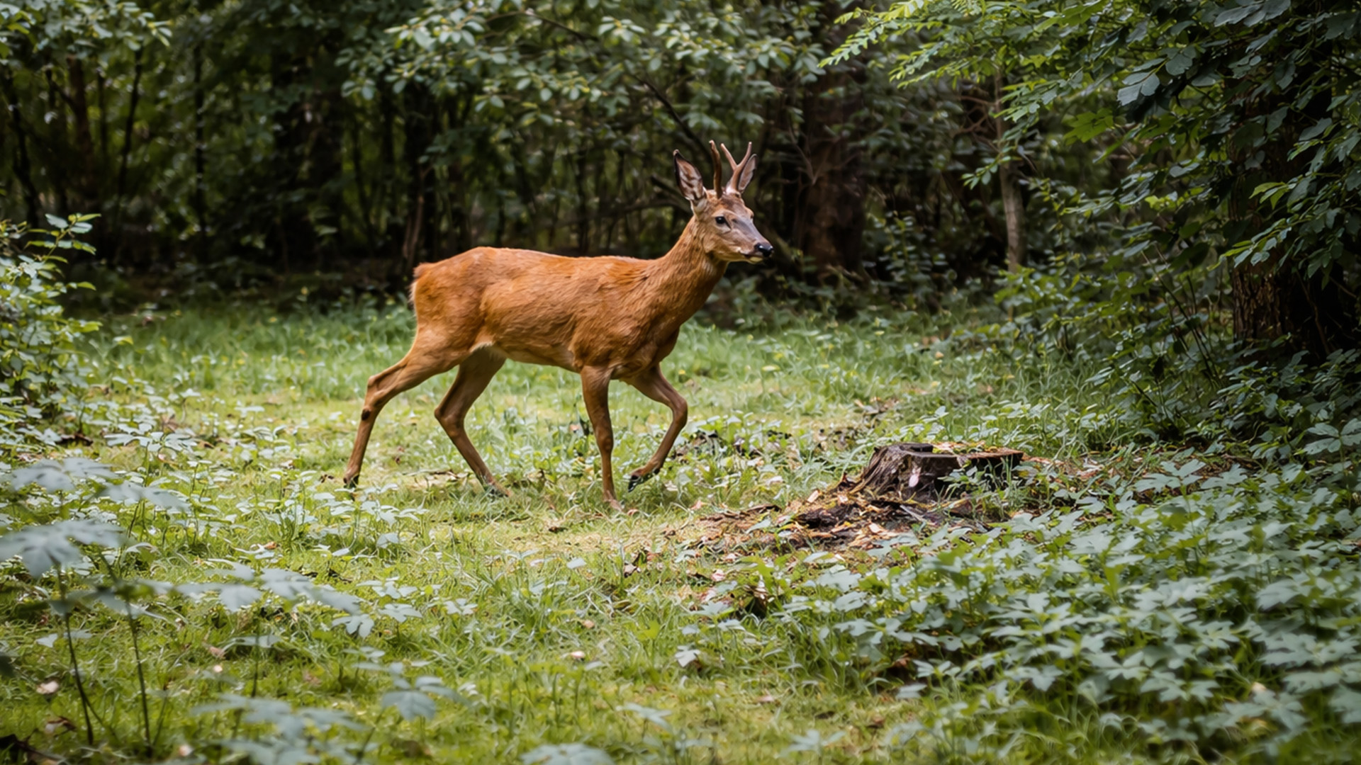 When a deer appears in the quiet woods