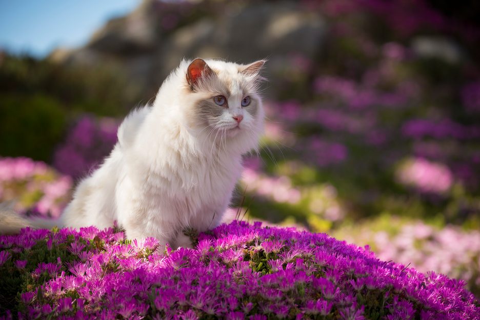 Meet the world's most beautiful cat breeds. These felines are the ...