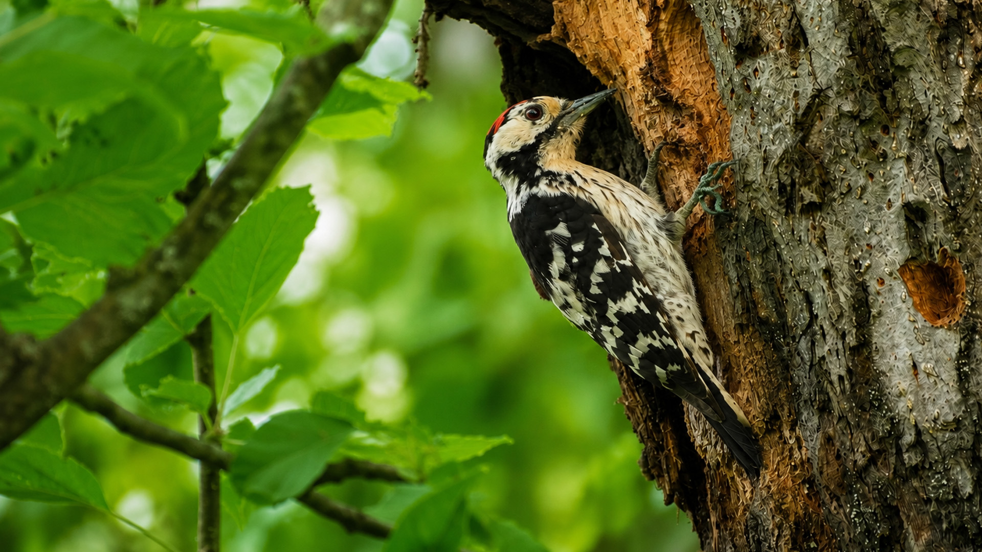Hidden camera captures a lesser spotted woodpecker at a tree cavity