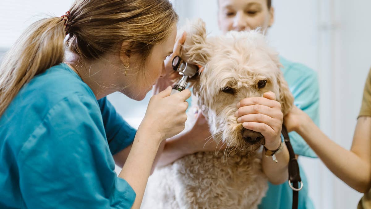 US News ranks the top 5 pet insurance companies: Best coverage, claims ...