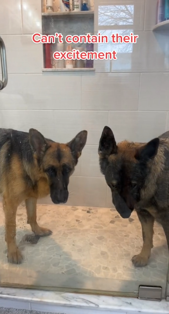 Bath time with my dog went exactly as you’d expect
