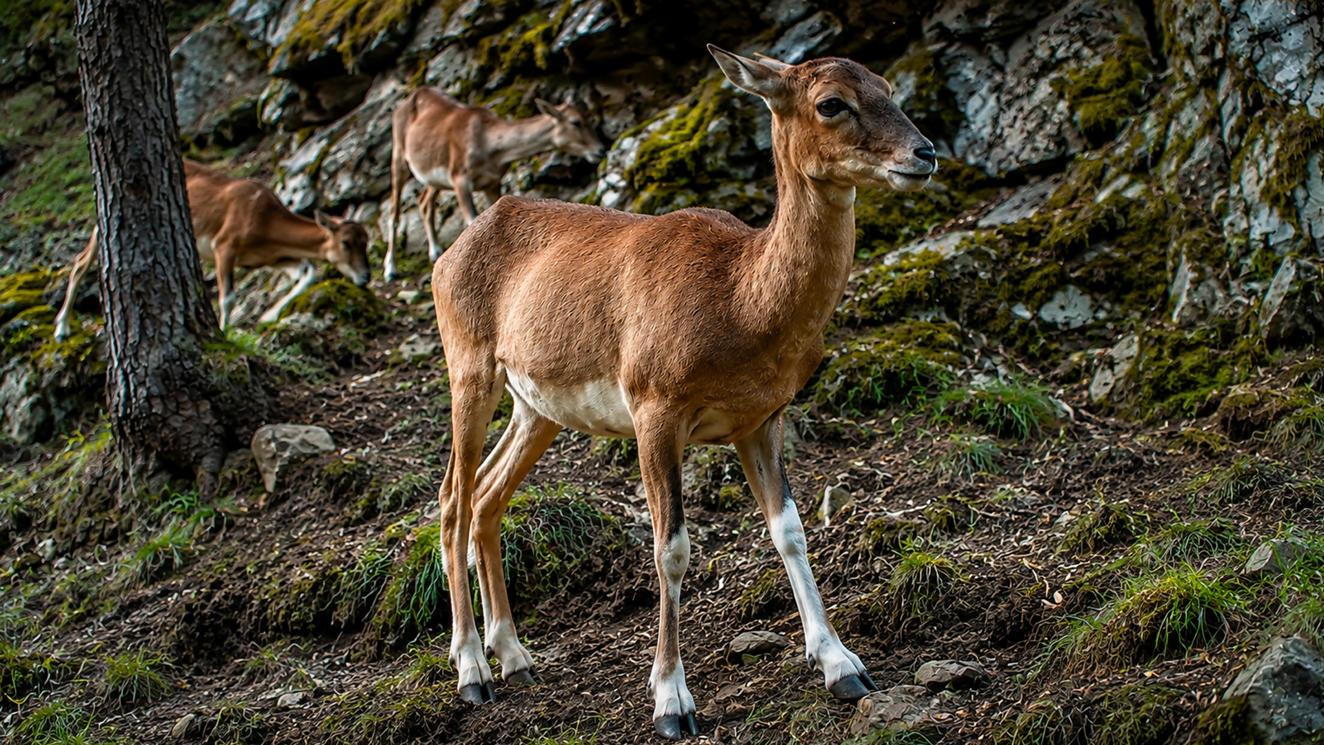 Wild sheep move through steep terrain on hidden camera