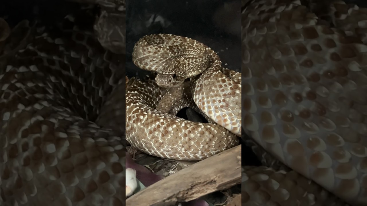 Hungry rattlesnake!
